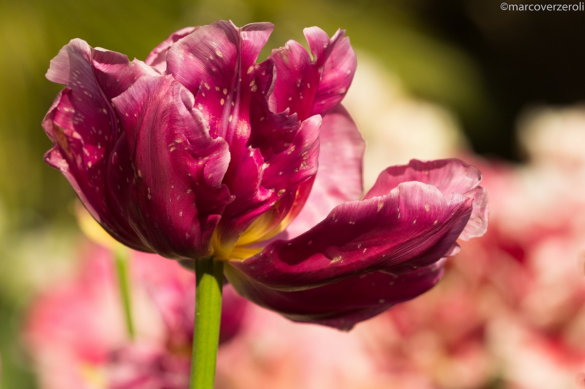 L'inchino dei petali