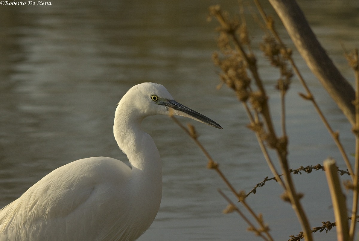 Garzetta 13 03/01/2015