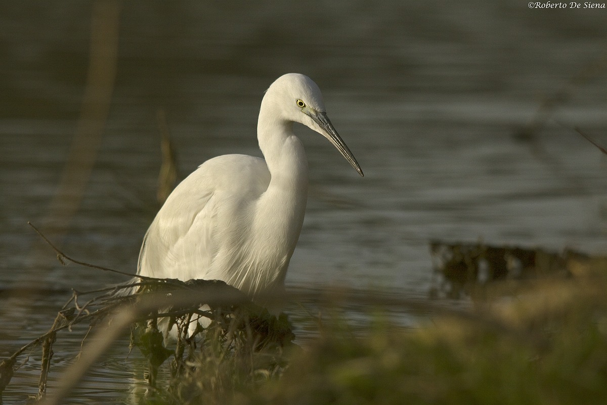 Garzetta 14 03/01/2015