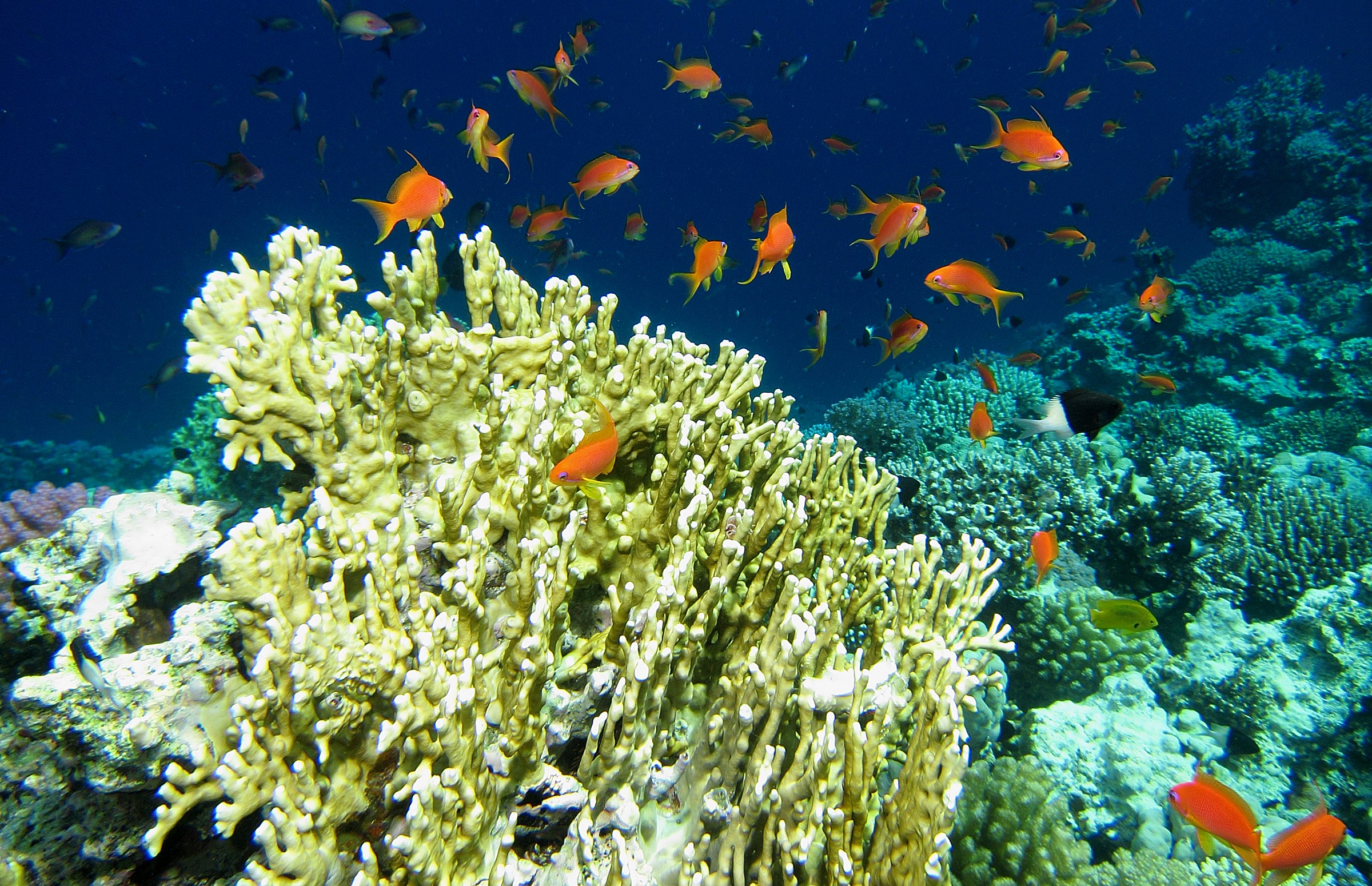 Red Sea-Dahab