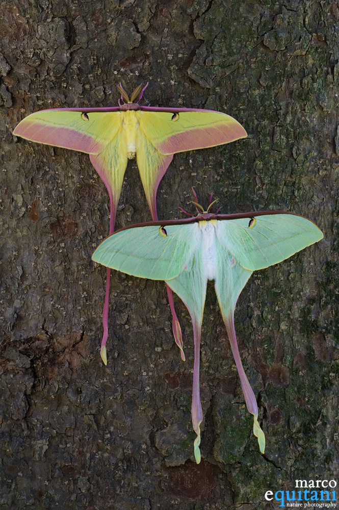 Actias dubernardi