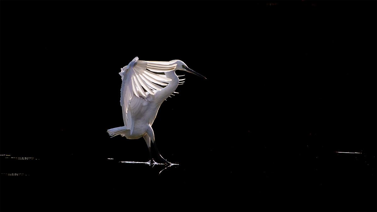 Egret