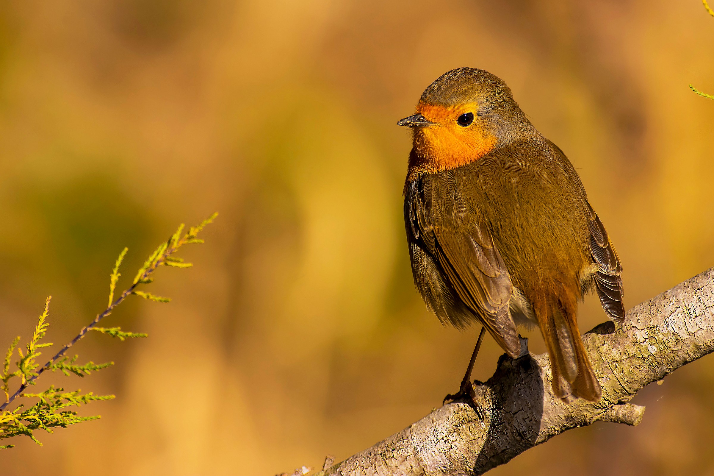 Petty and the B-side