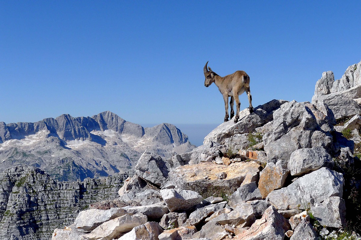 La vedetta - Cima Castrein - Alpi Giulie