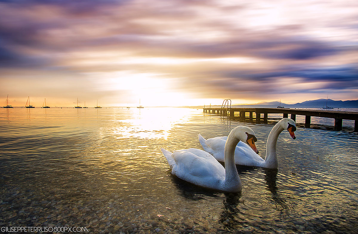 SWans at sunset
