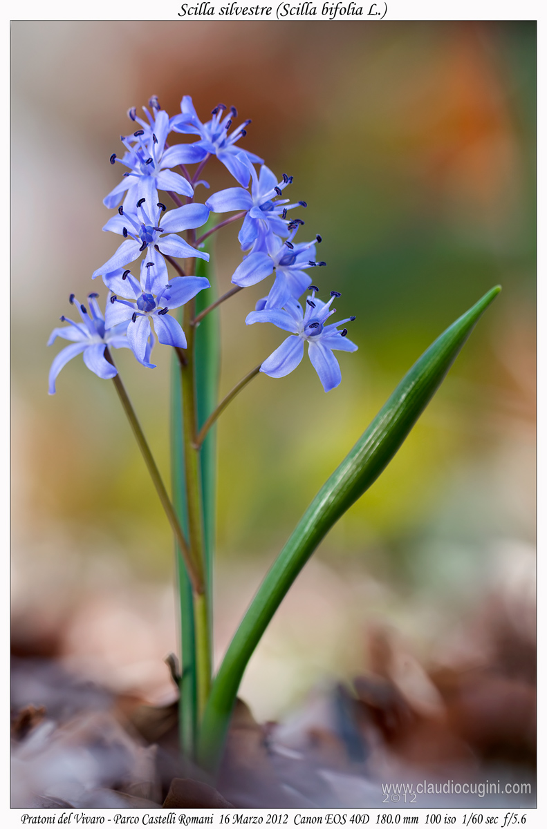Squill (Scilla bifolia L.)