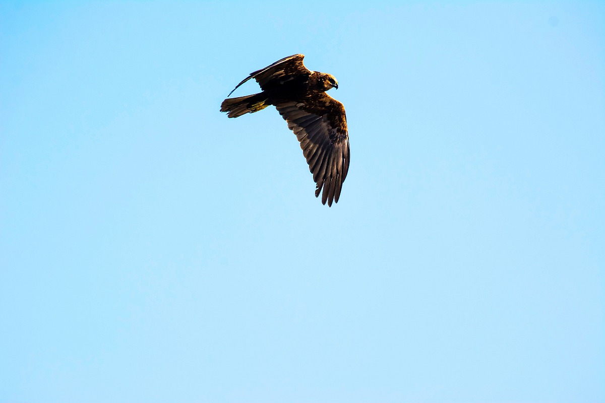 Marsh Harrier