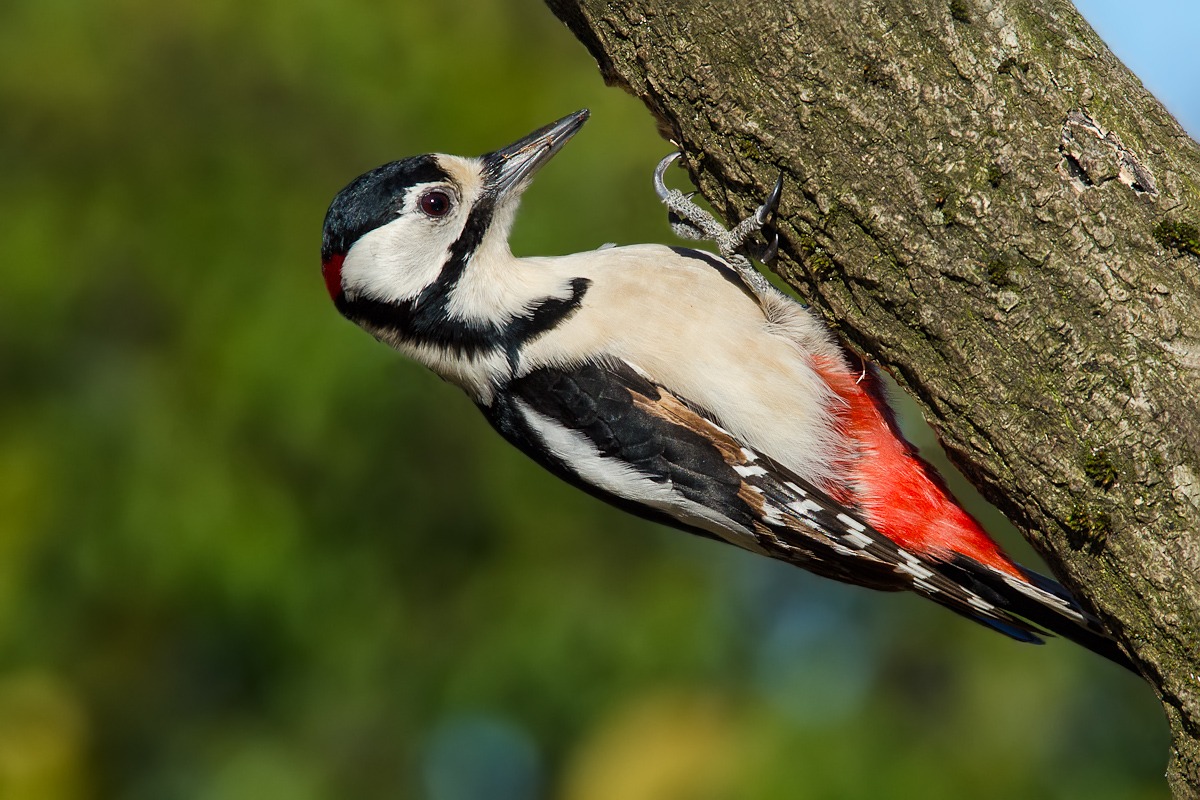Picchio rosso maggiore