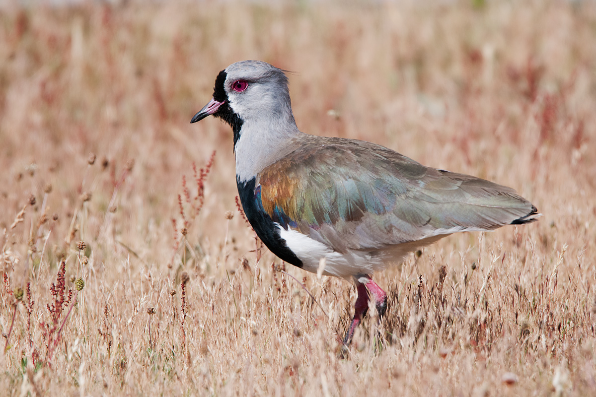 Chilean lapwing