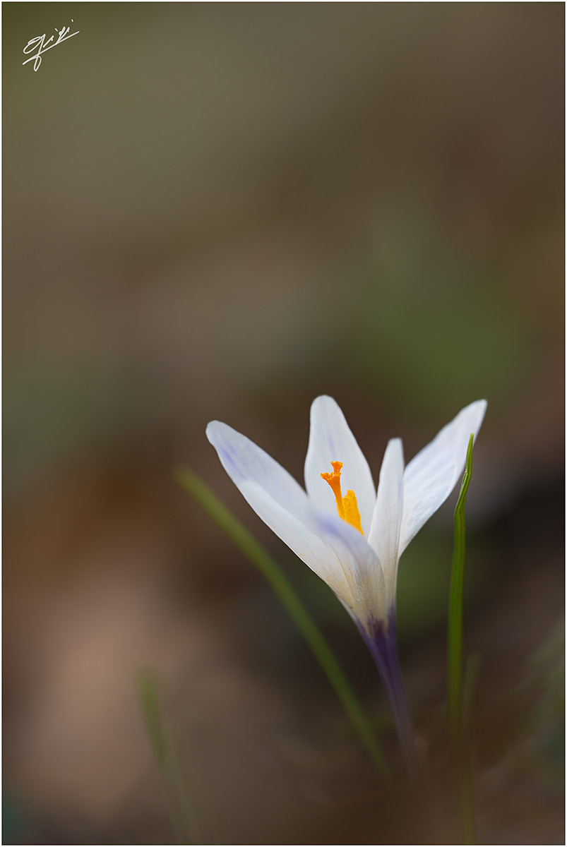 time crocus