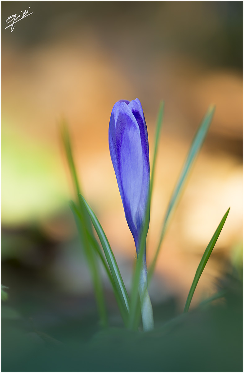 time crocus