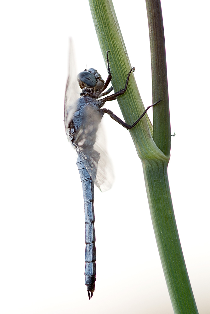 blue dragon fly