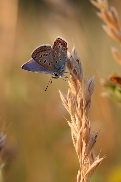 licenide al tramonto