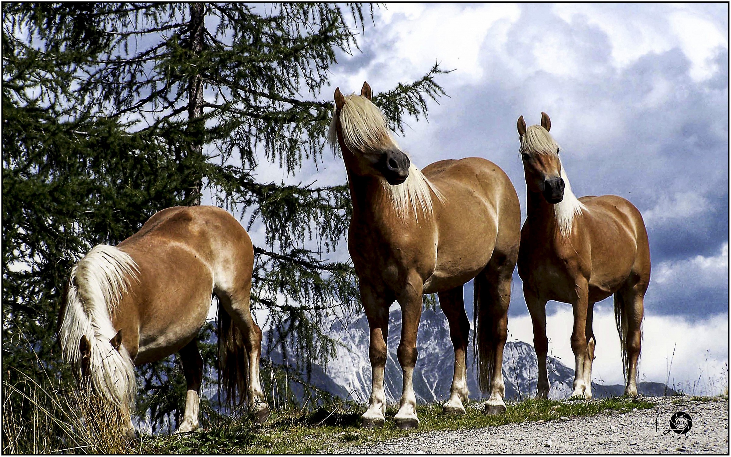 Horses Grazing