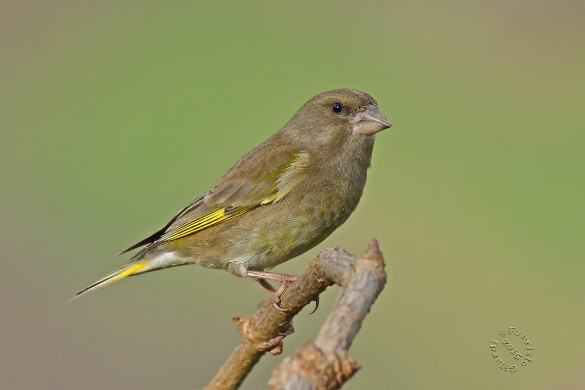 Verdone (Carduelis chloris)