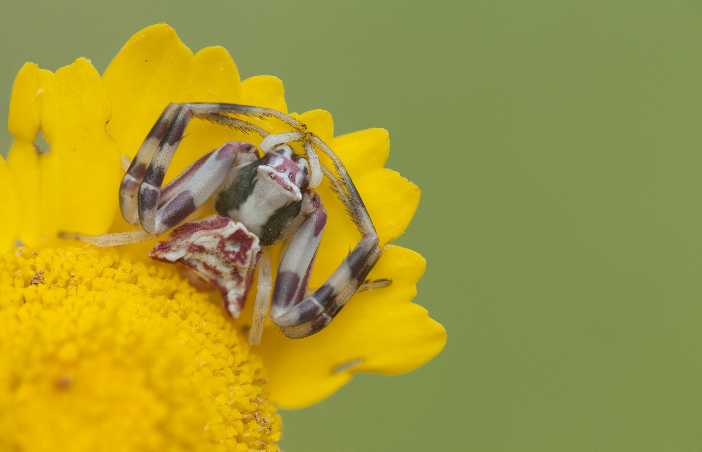 Spider thought of not being seen