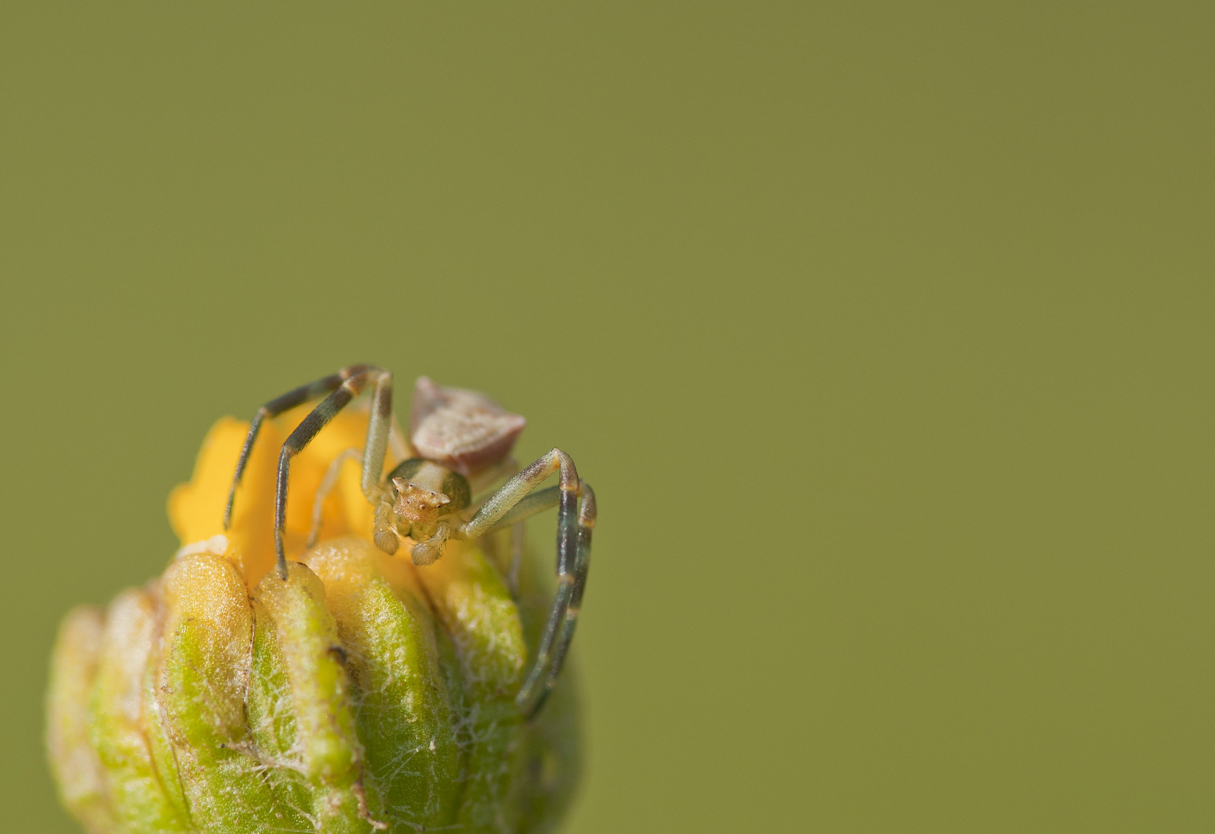 Spider on a small flower