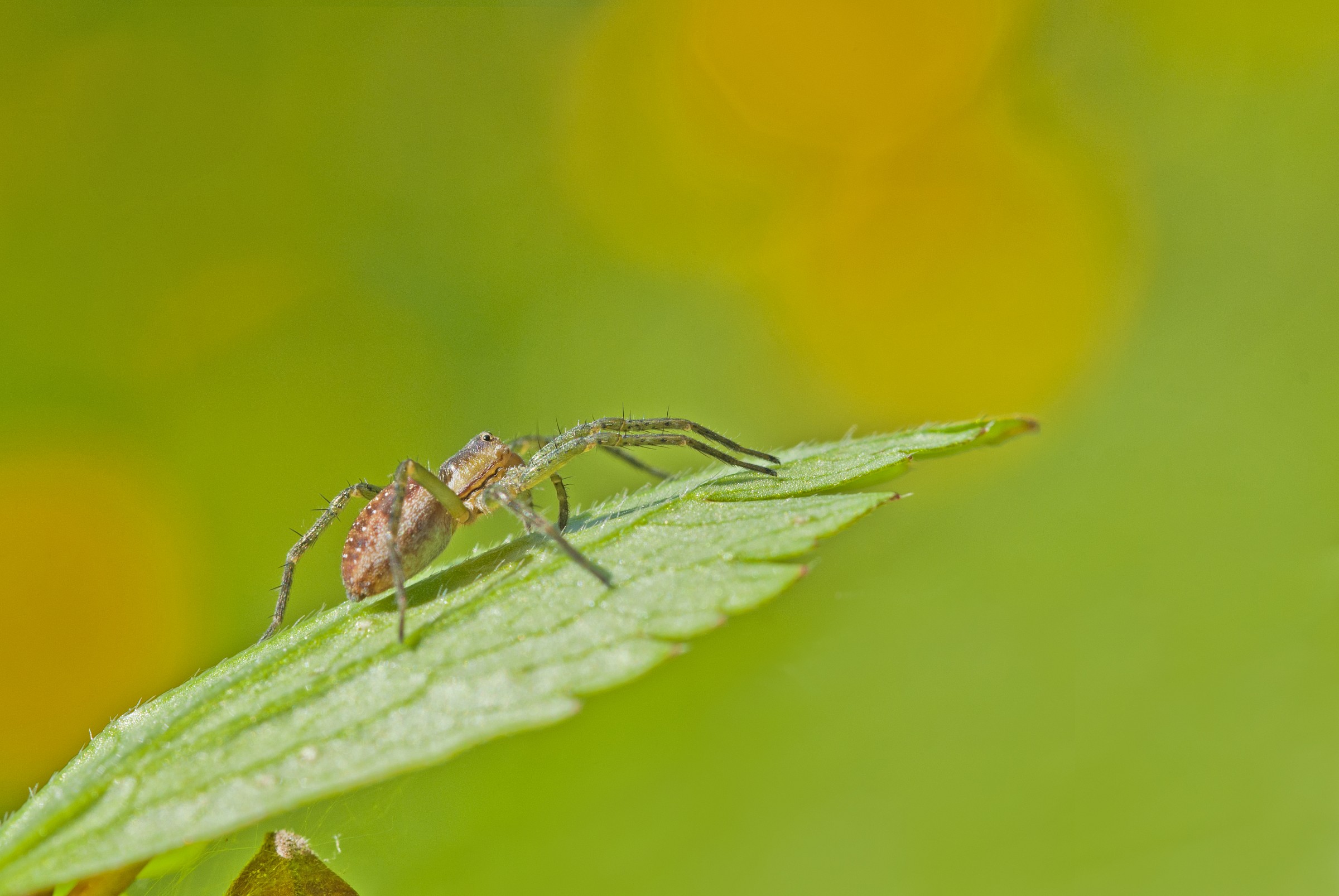 Spider sunbathing
