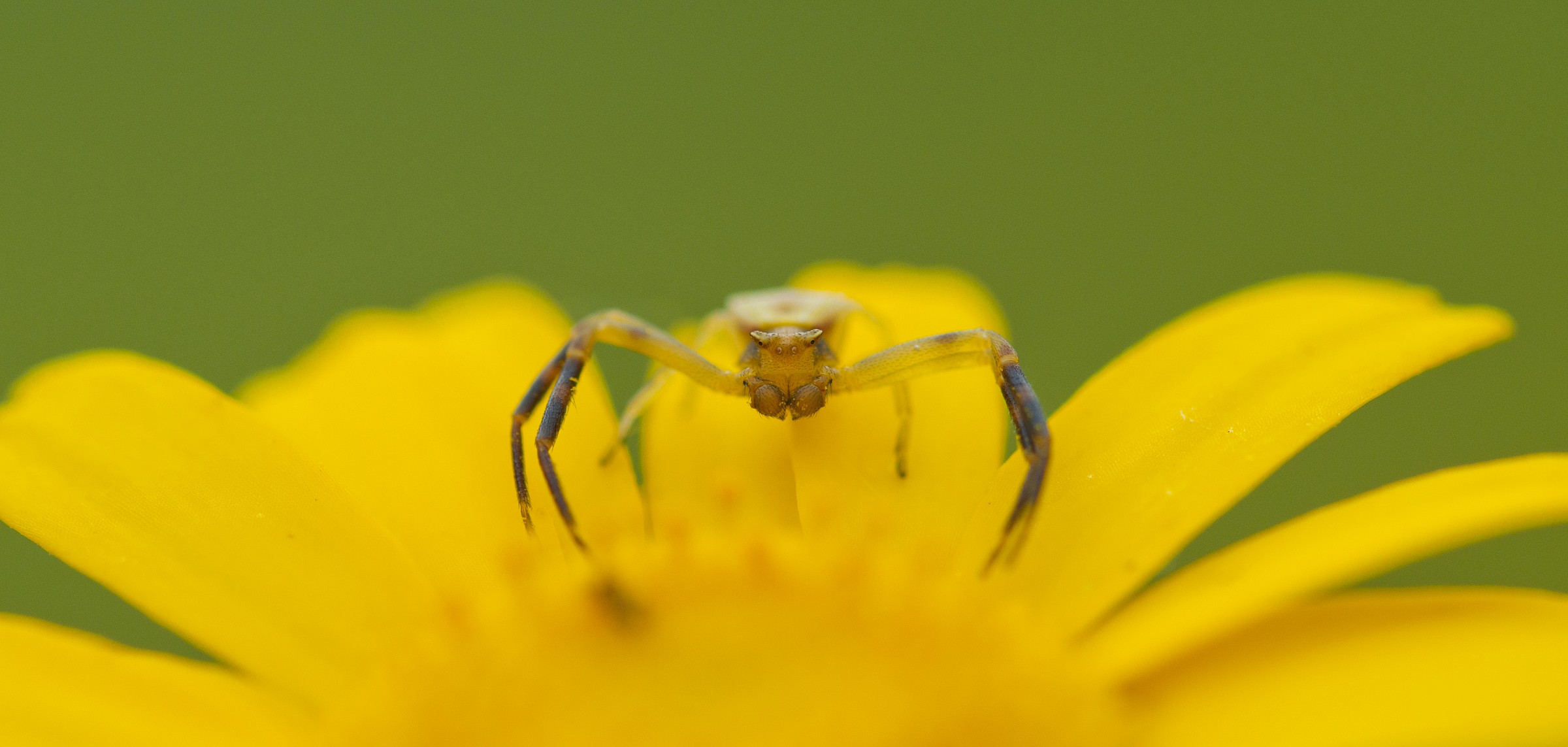 Spider by menacing look