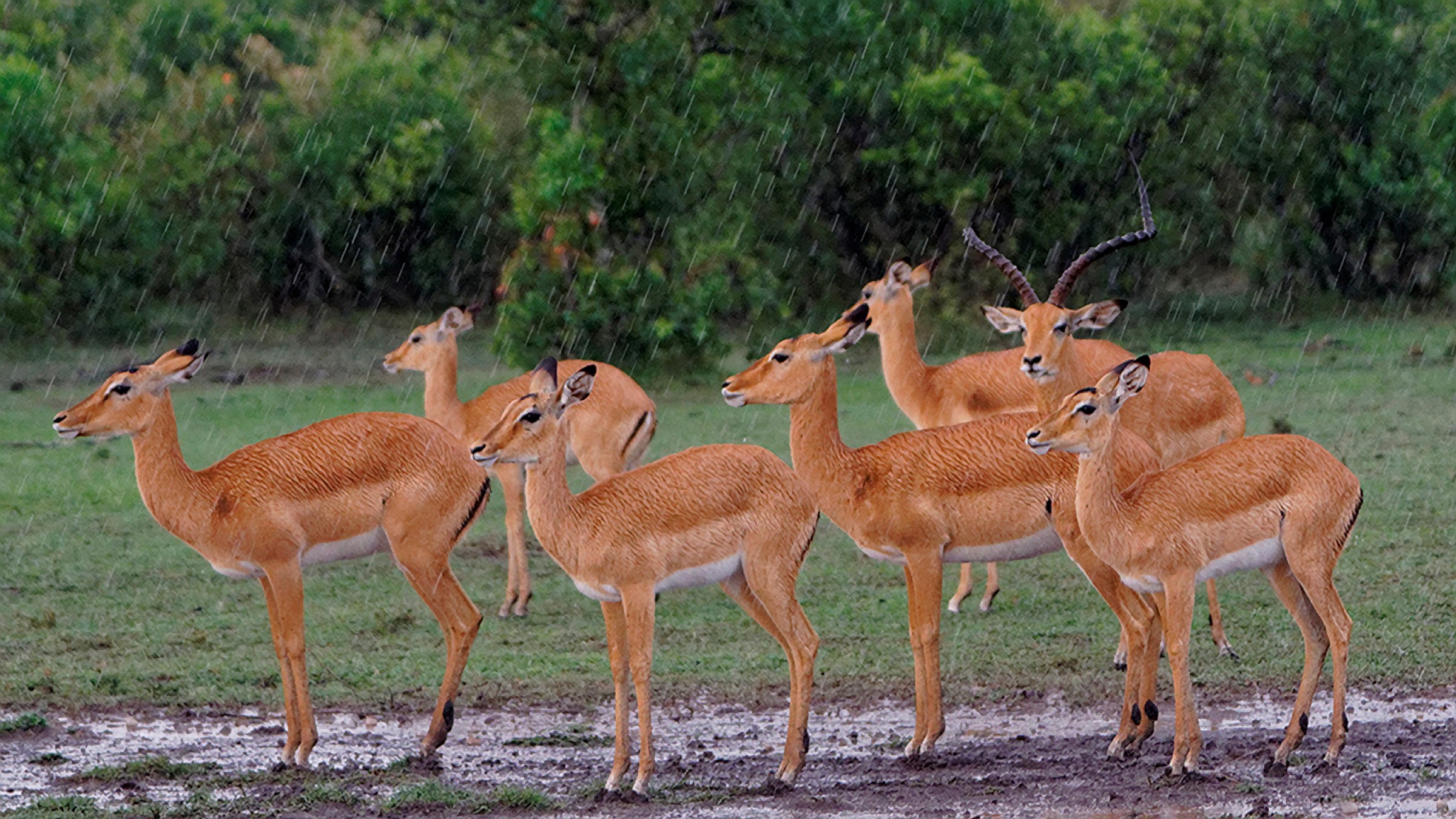 Impala di sotto la pioggia