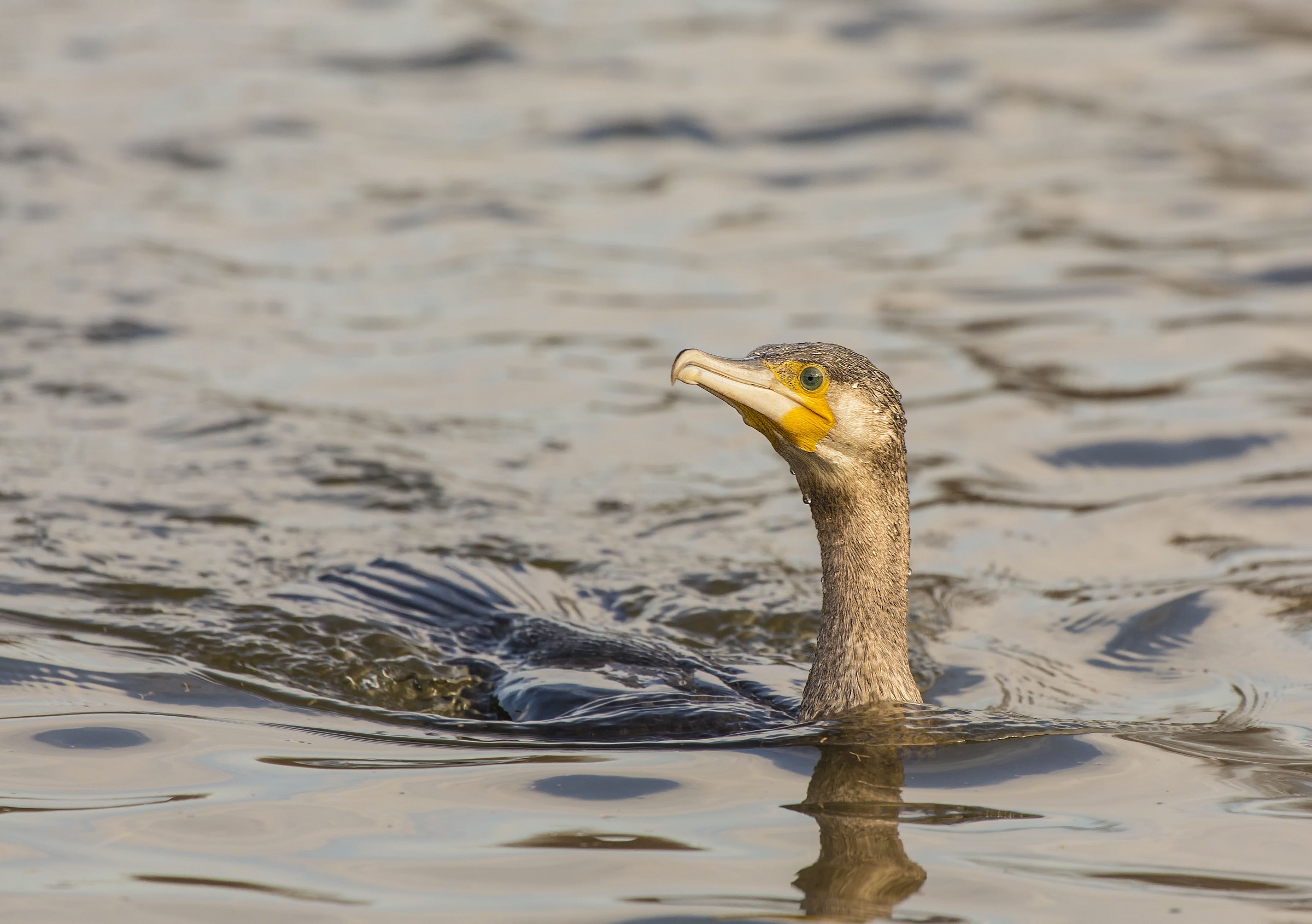 Cormorant