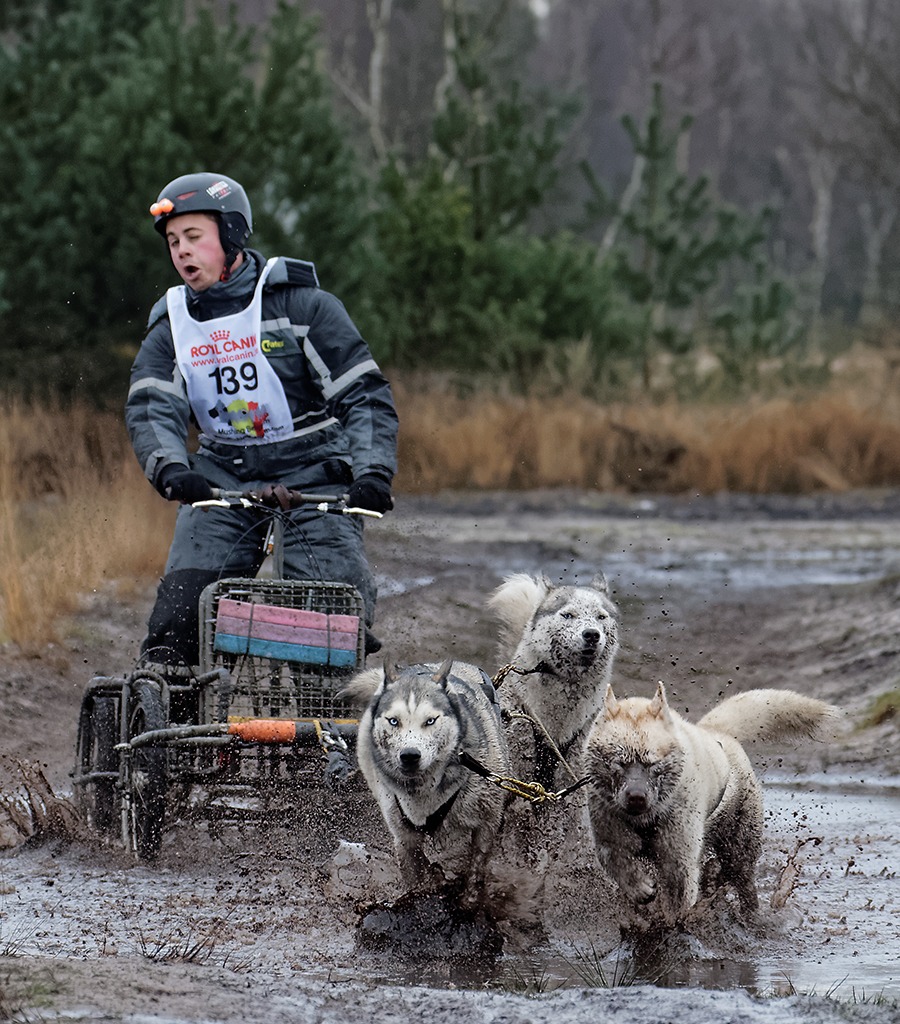 Sleddogs
