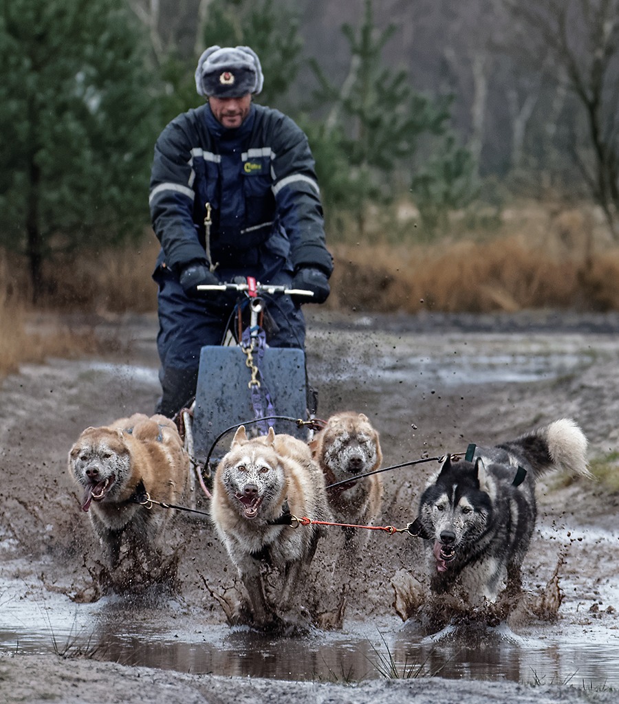 Sleddogs II