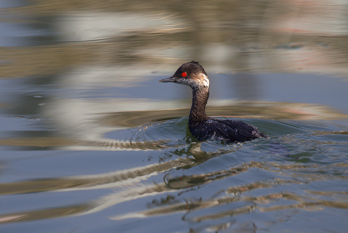 svasso piccolo (podiceps nigricollis)