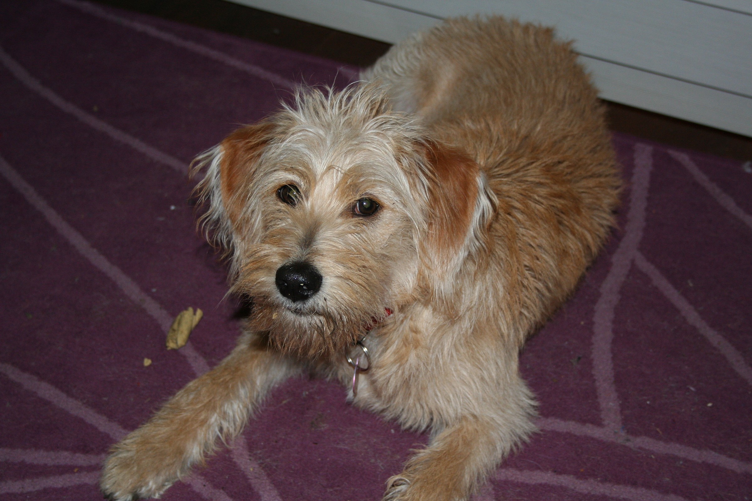 my sweet little dog zoe