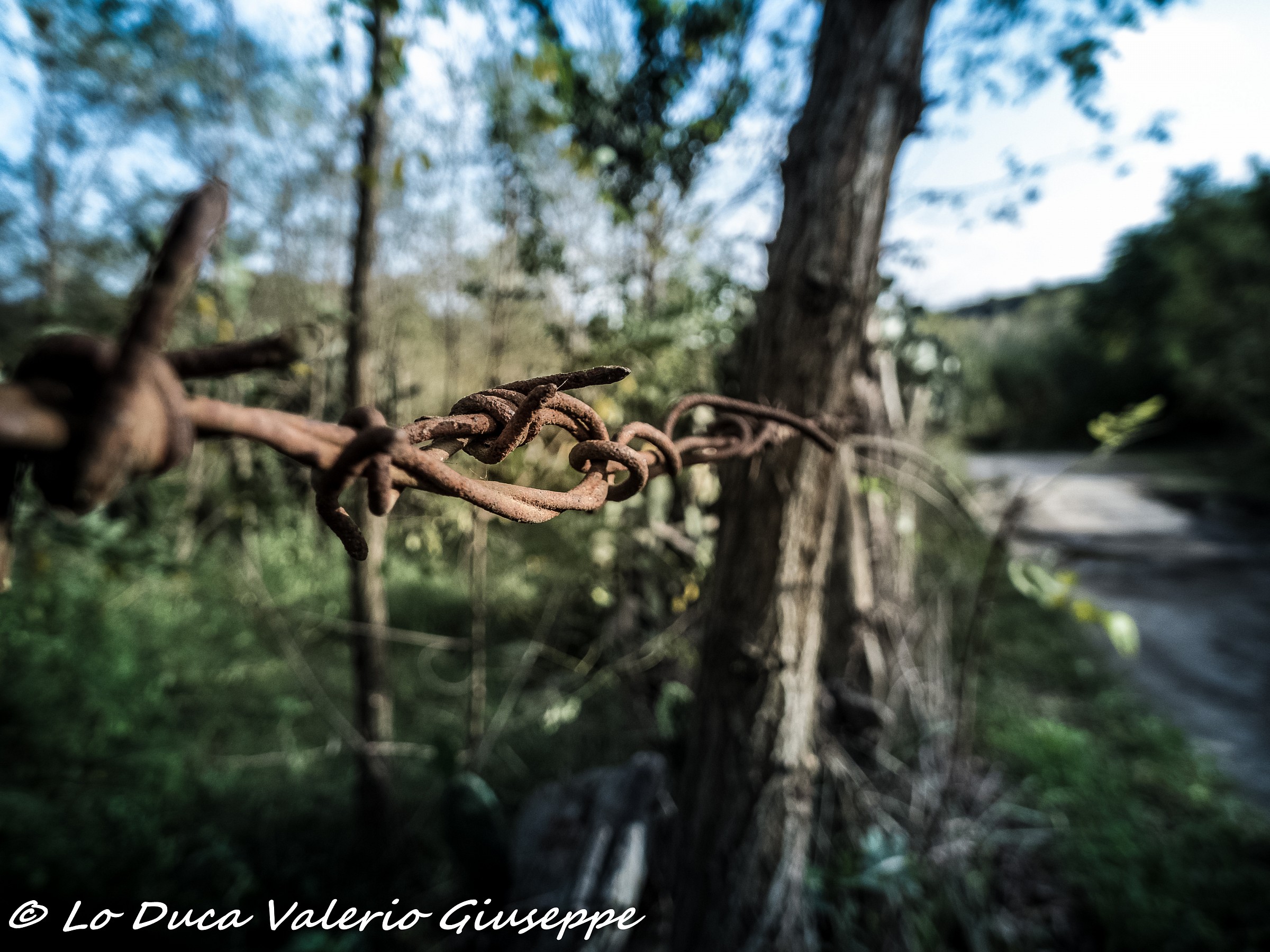 barbed wire
