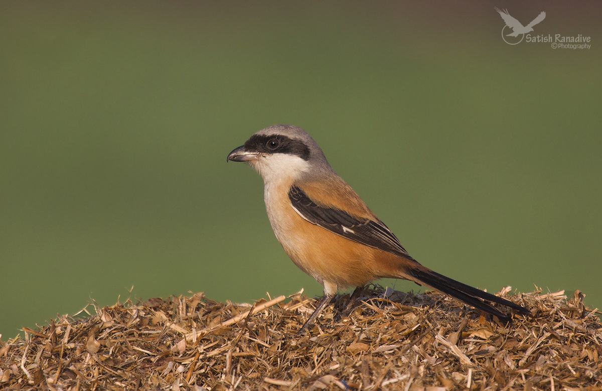 Long-tailed Shrike.