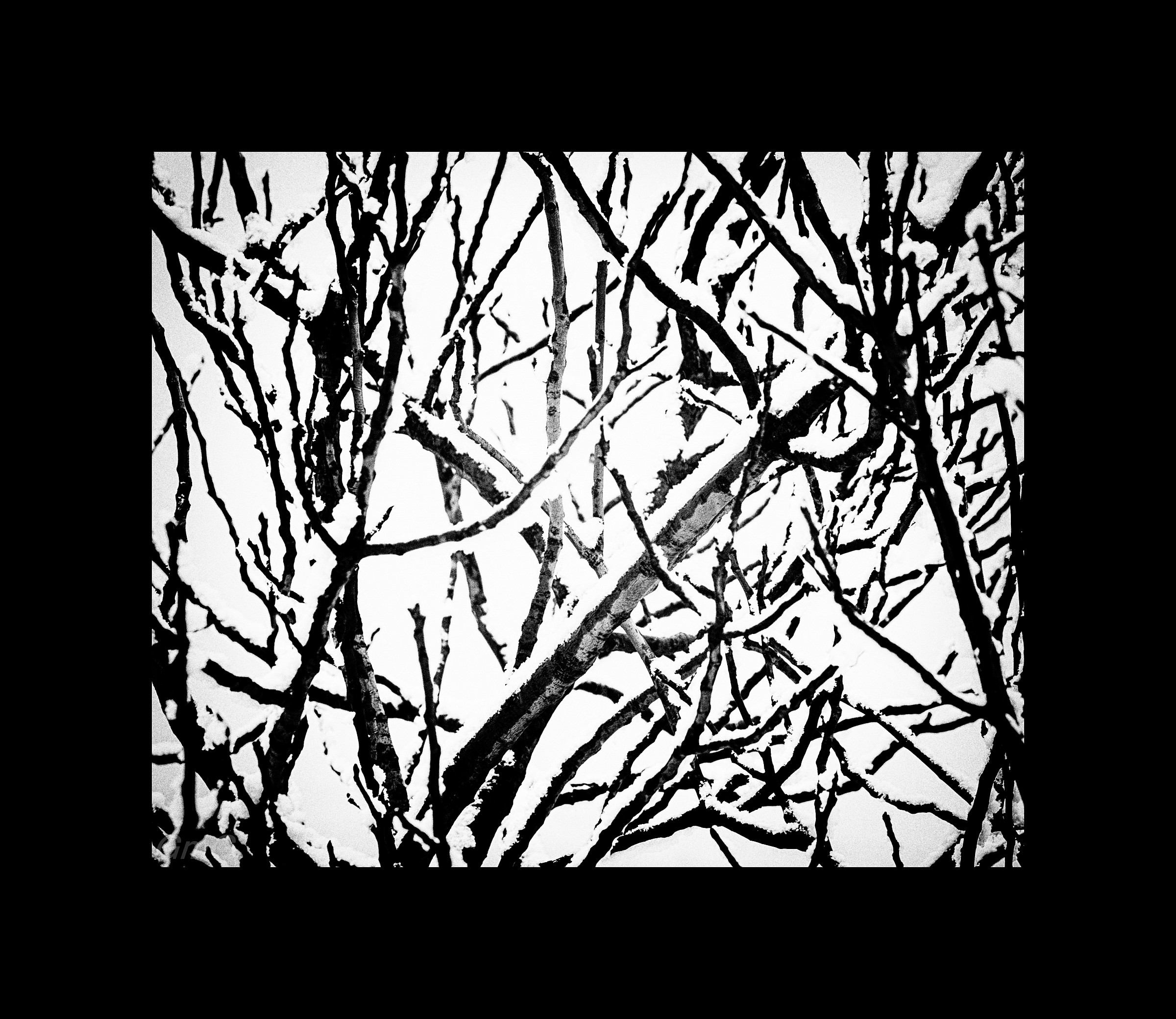 Intertwining with snow