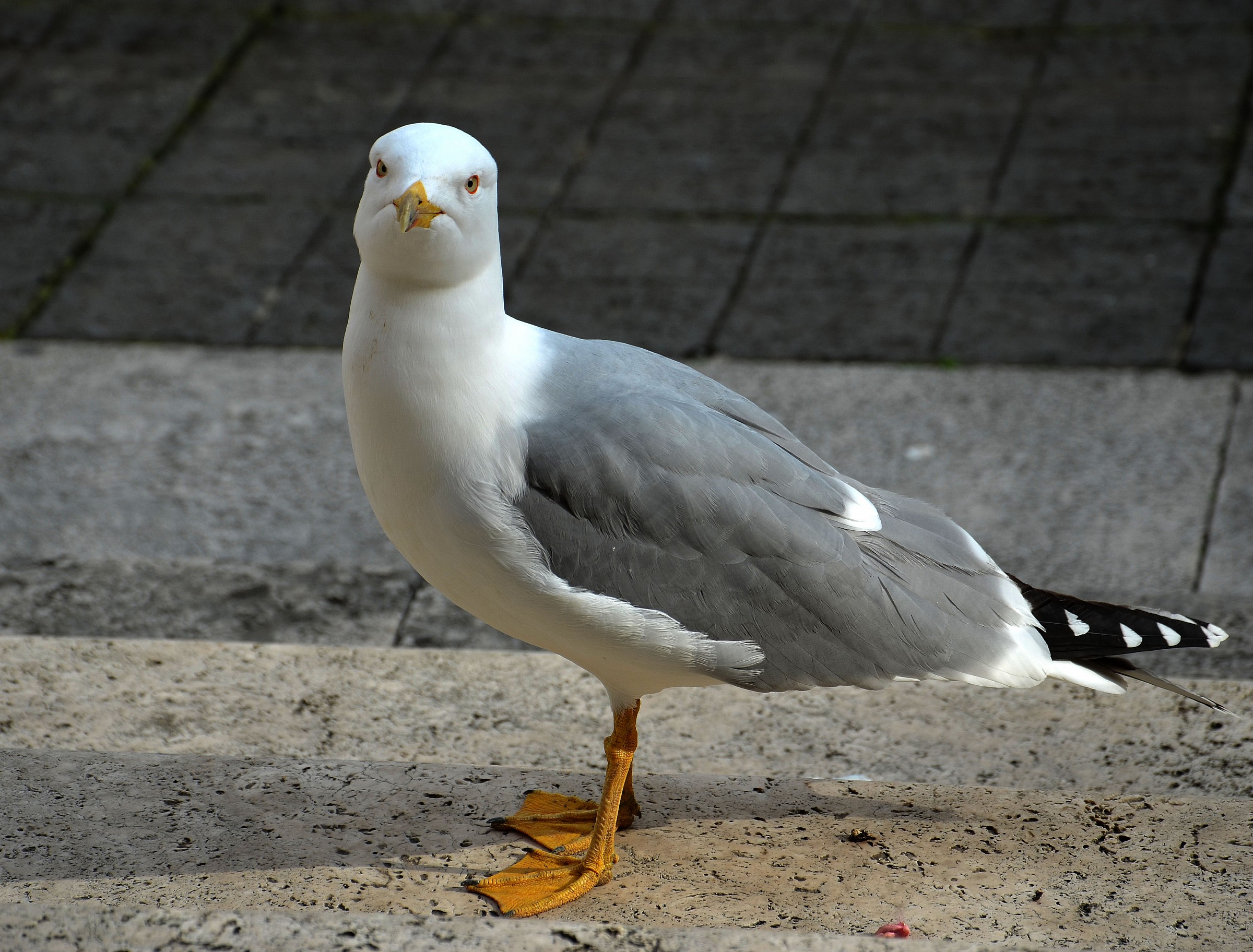 Look seagull