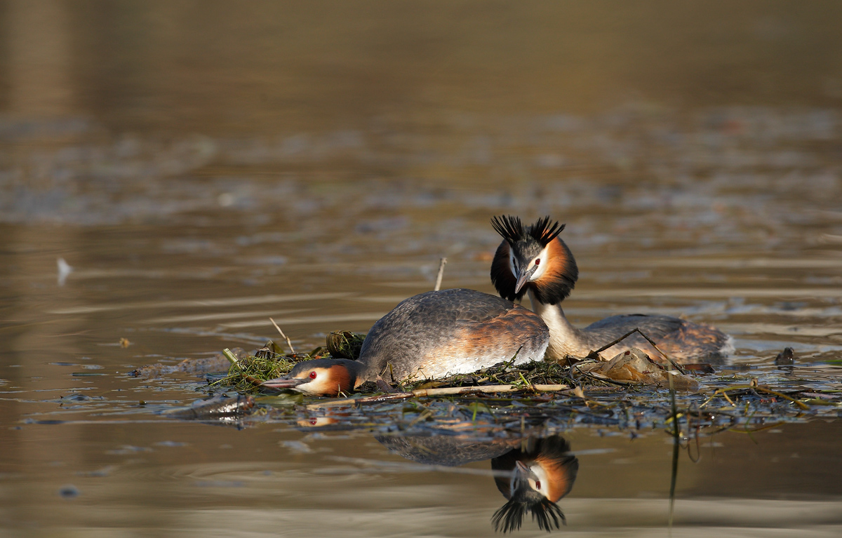 great crested grebe