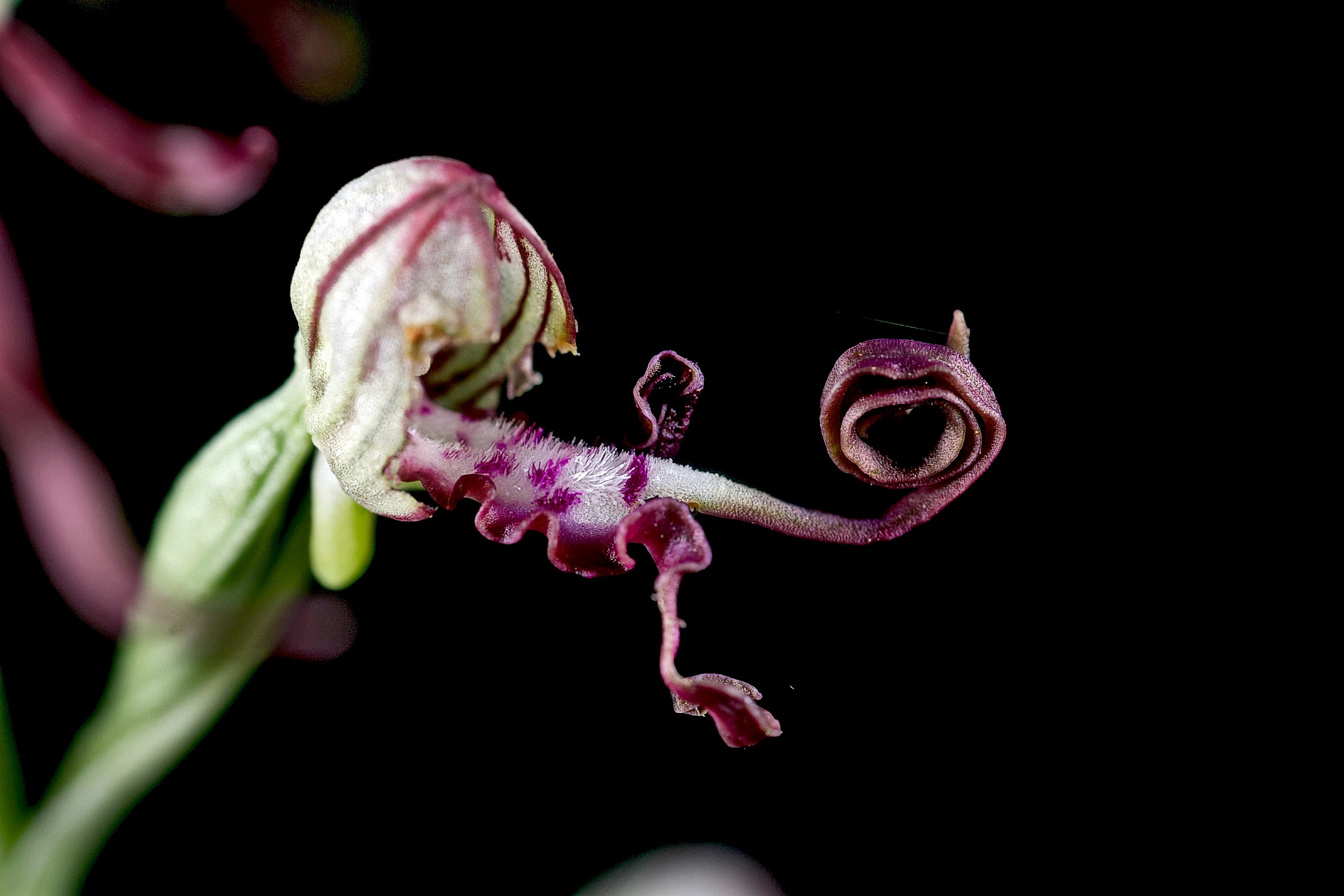 Himantoglossum adriaticum