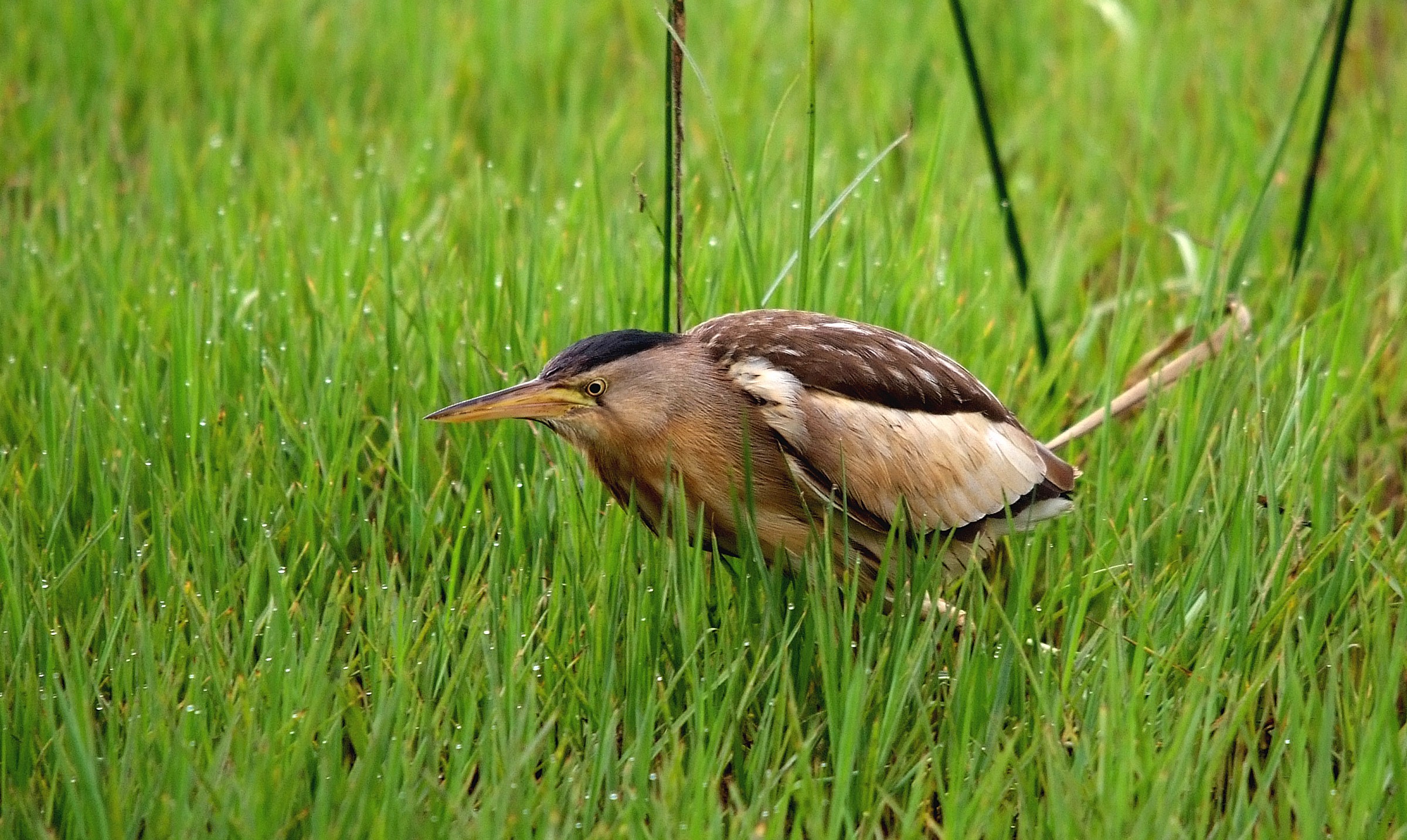Tarabusino in caccia
