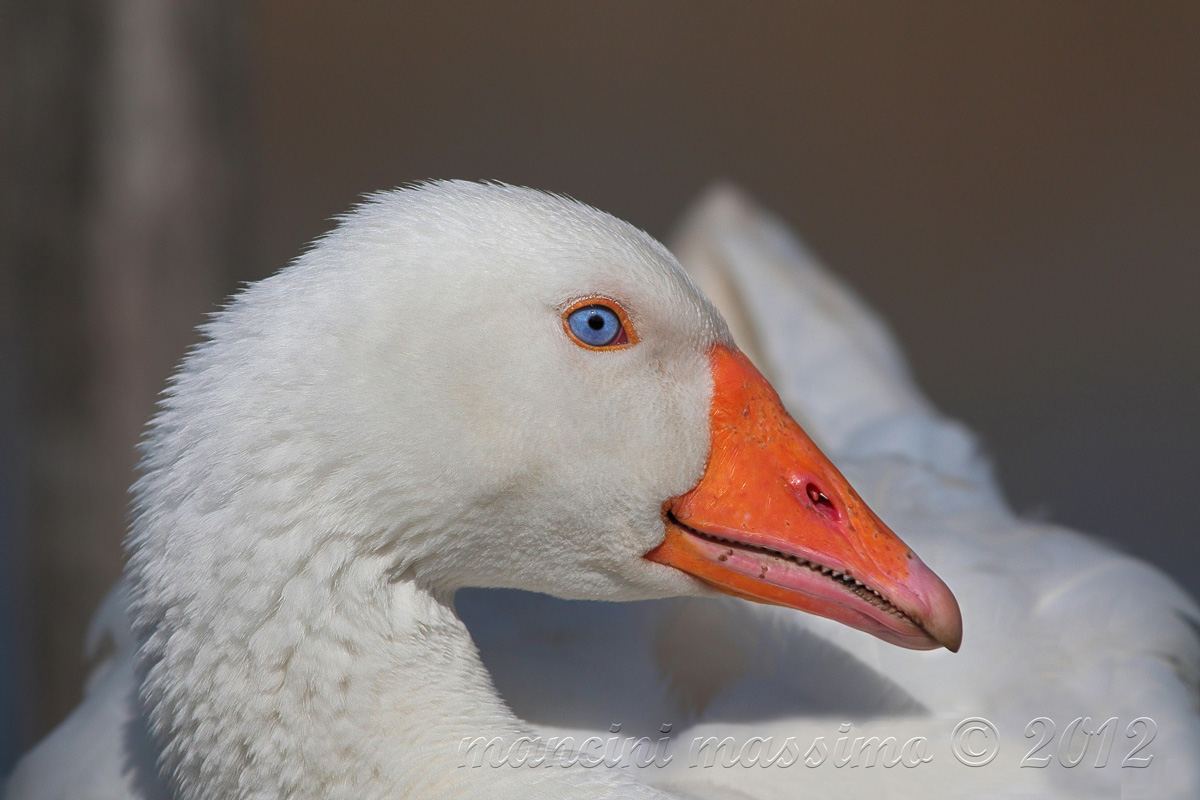 bionda e occhi celesti che oca