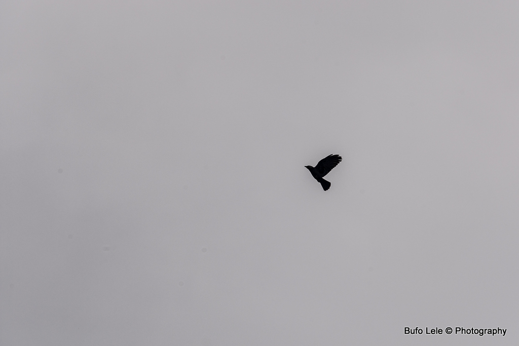 liberta dall'inizio alla fine