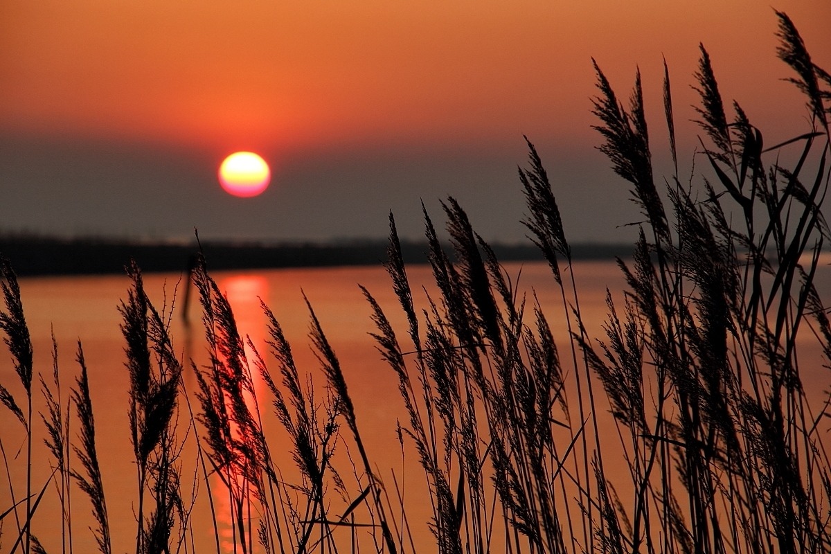 Valli di Comacchio (fe).
