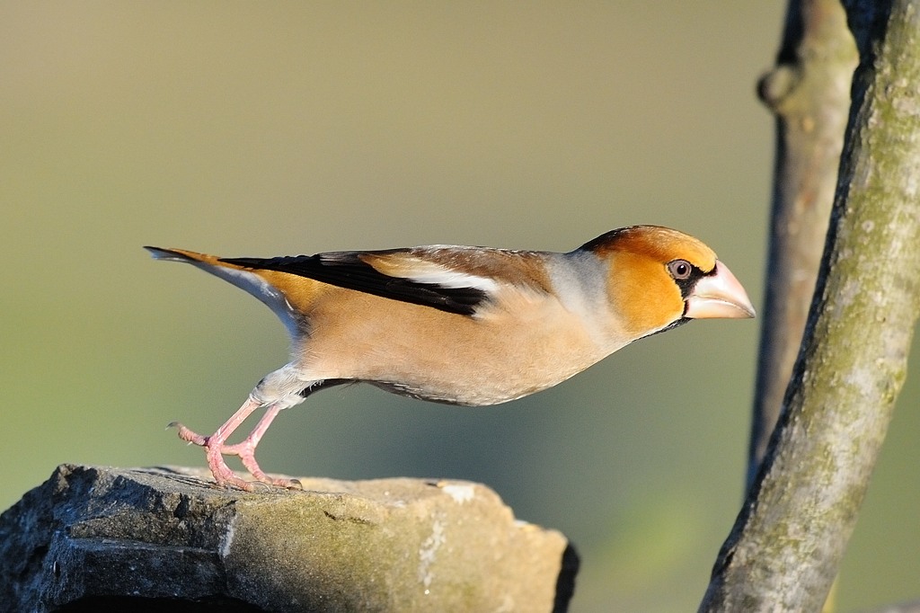 Hawfinch in dip