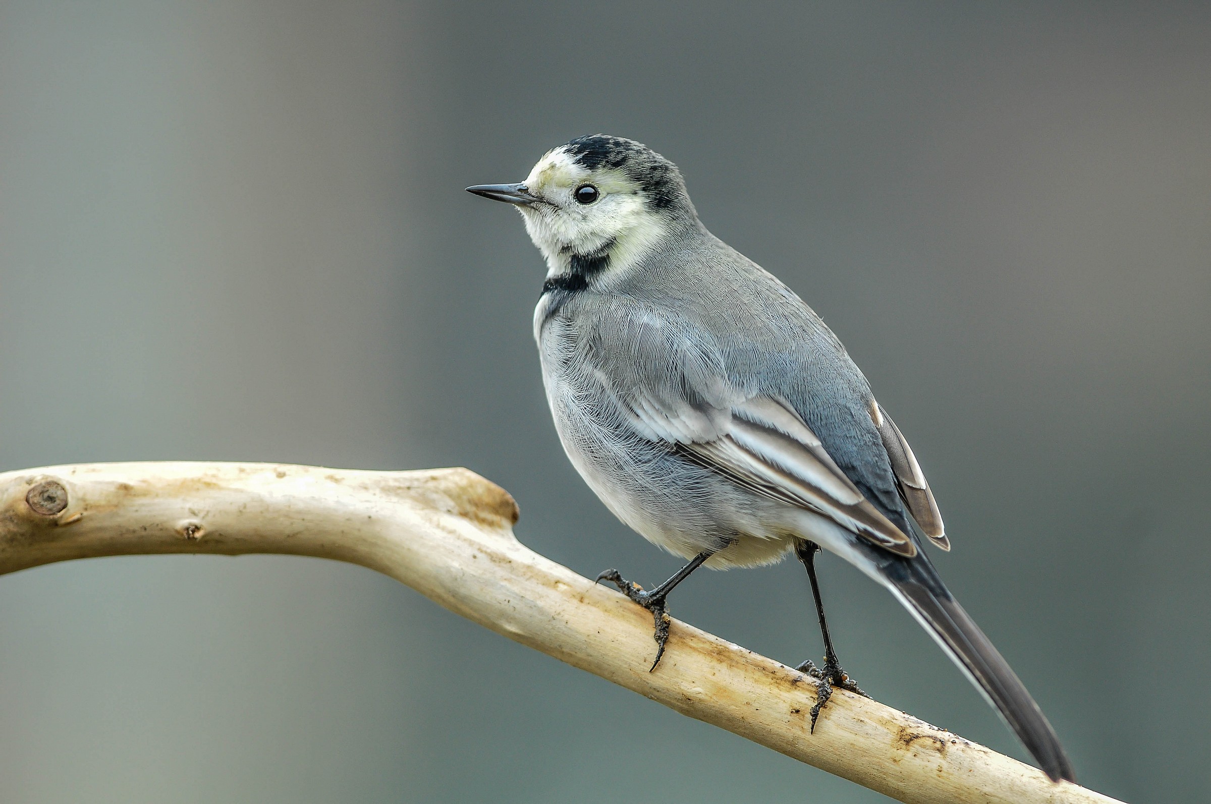 White Wagtail