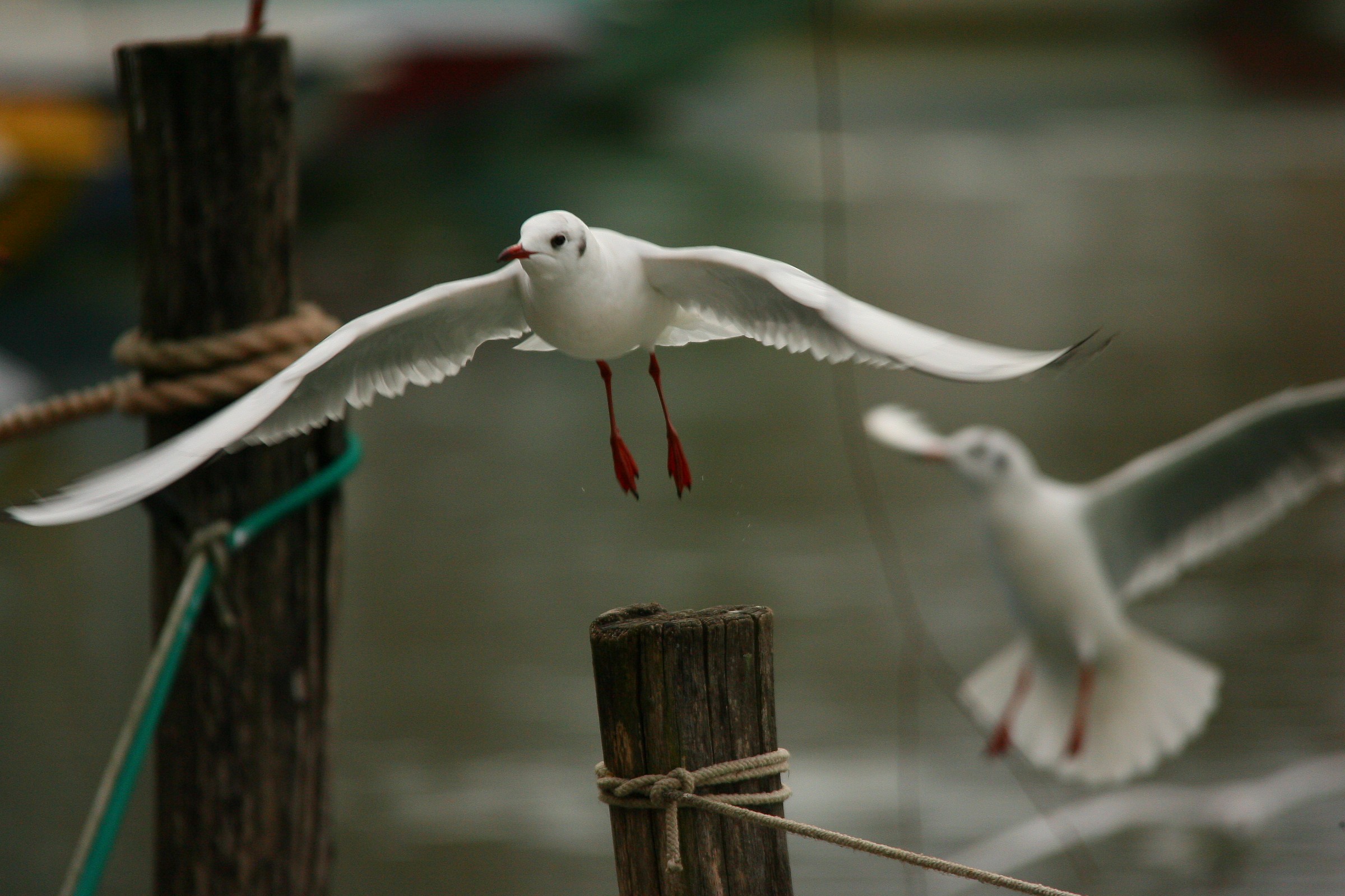 Gabbiano in partenza