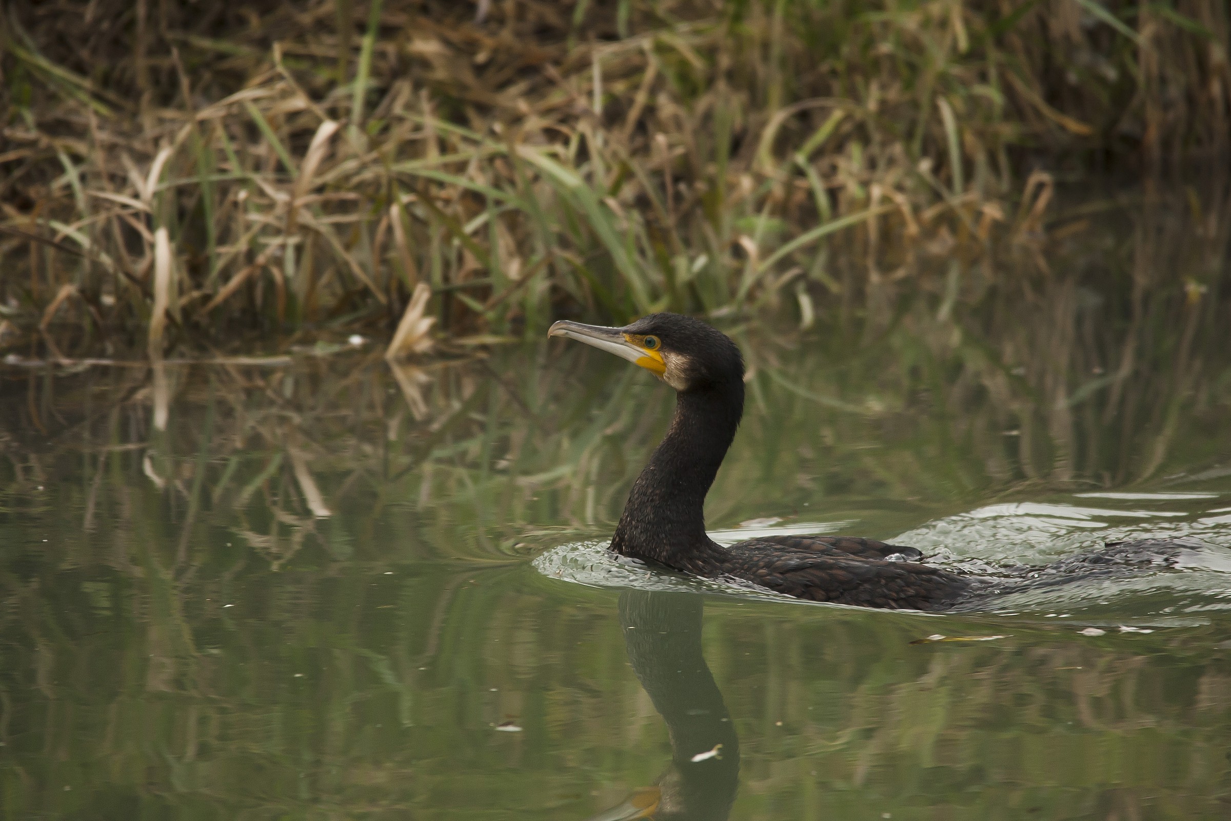 My first Cormorant