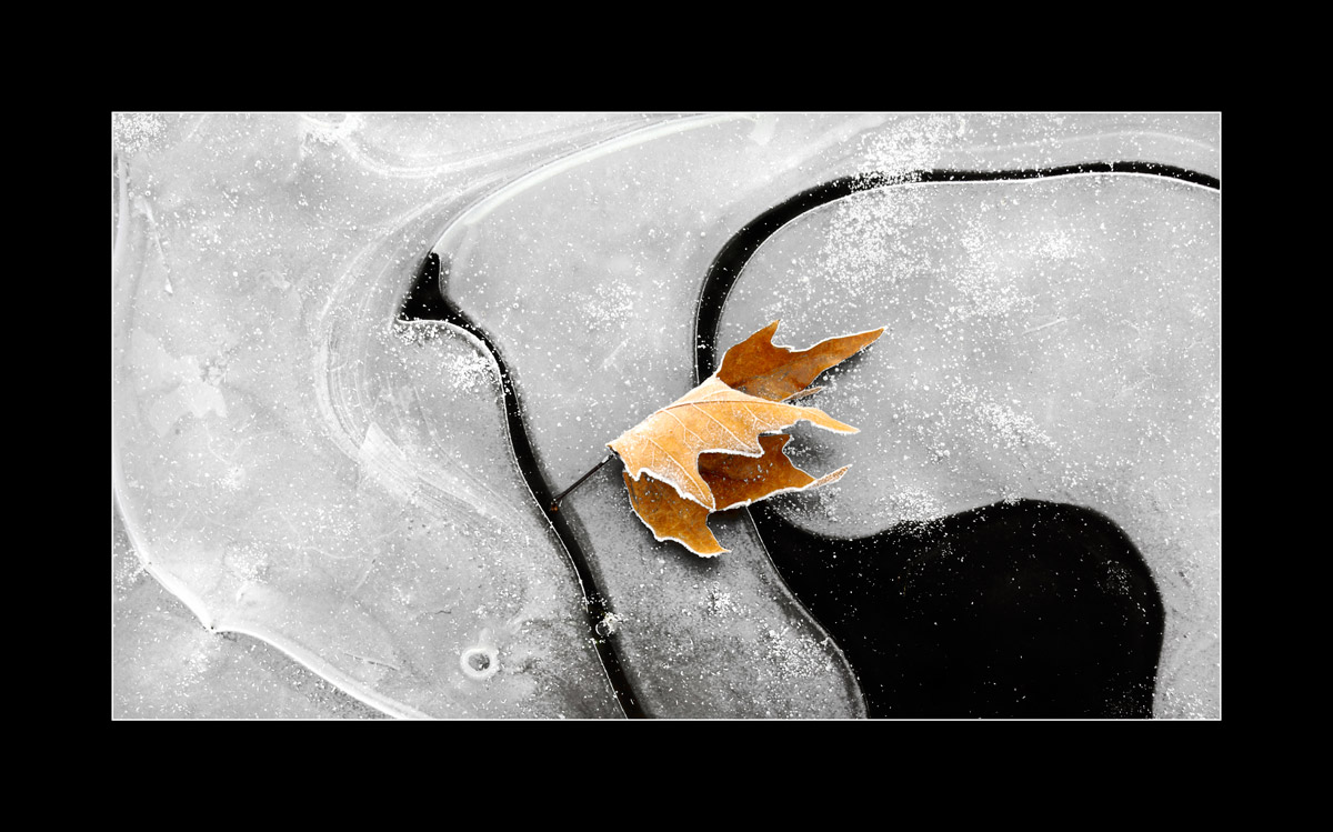 Naturali geometrie con foglia #2