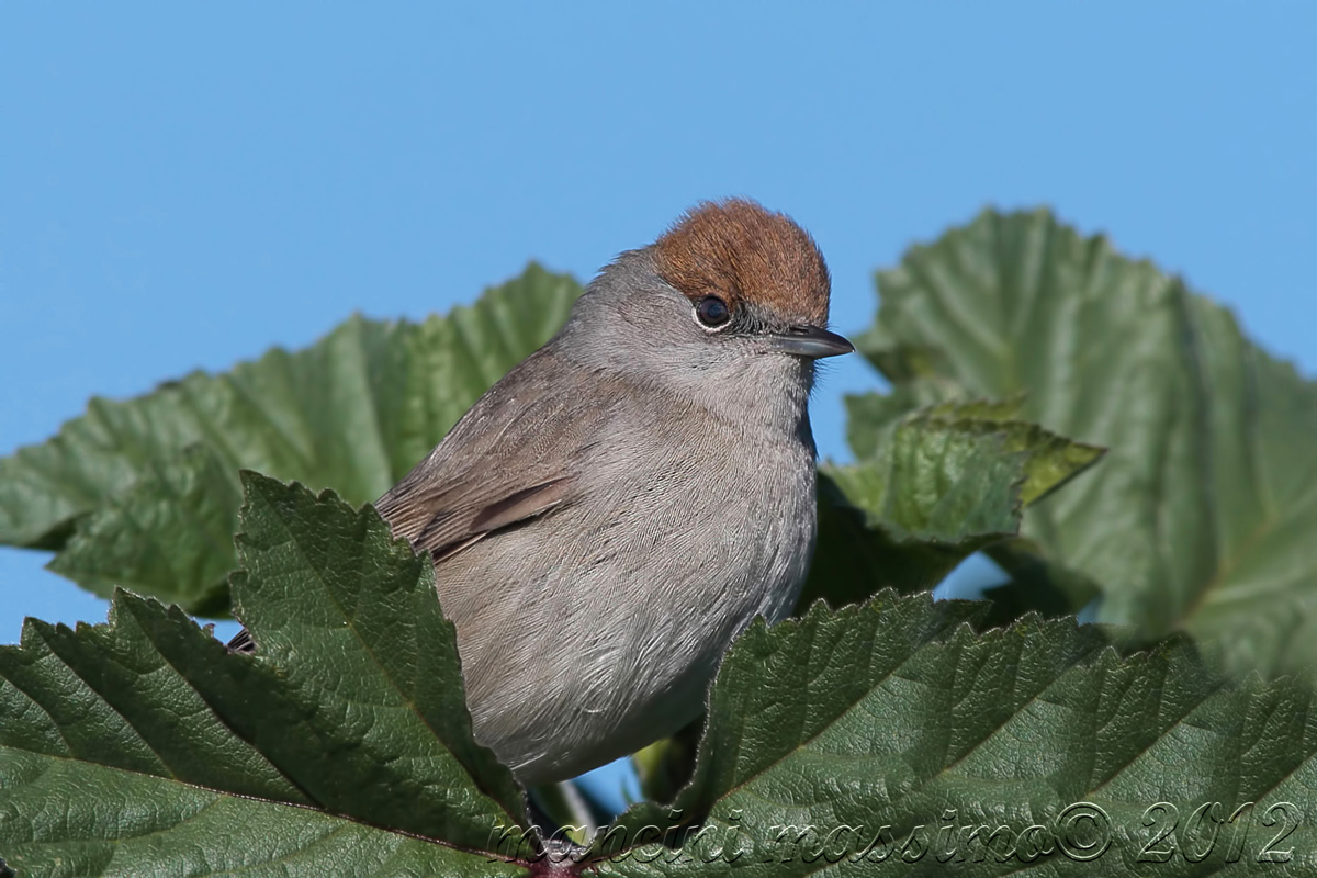 f blackcap (Sylvia atricapilla)