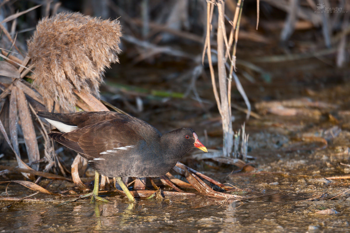 Moorhen