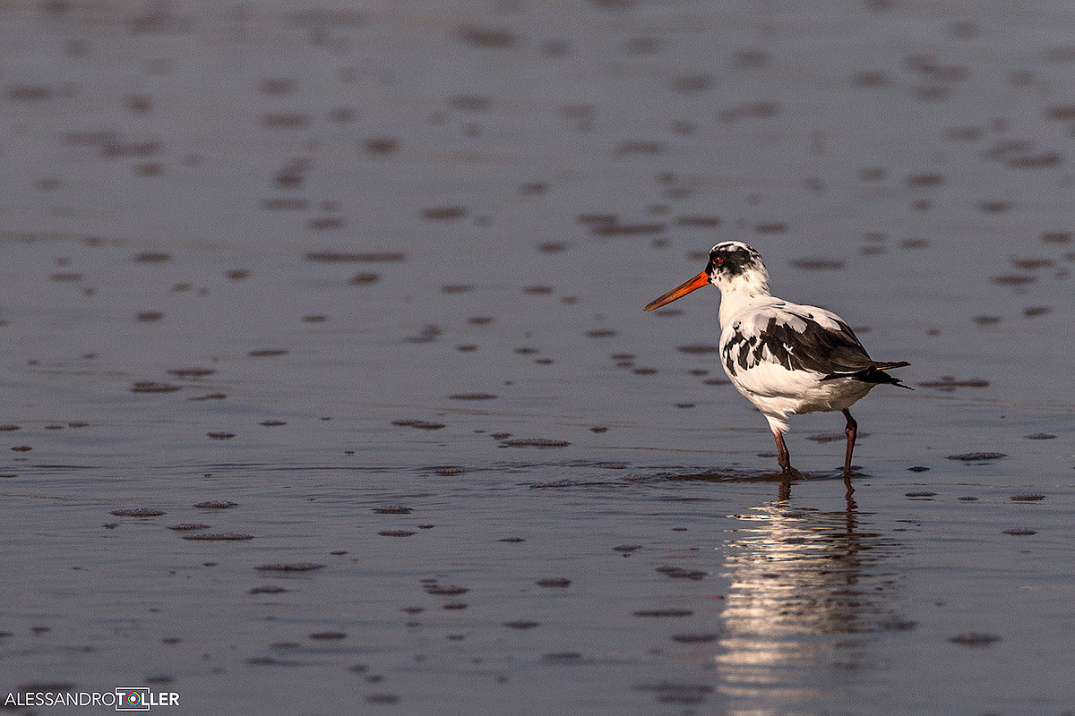 Beccaccia di mare albina