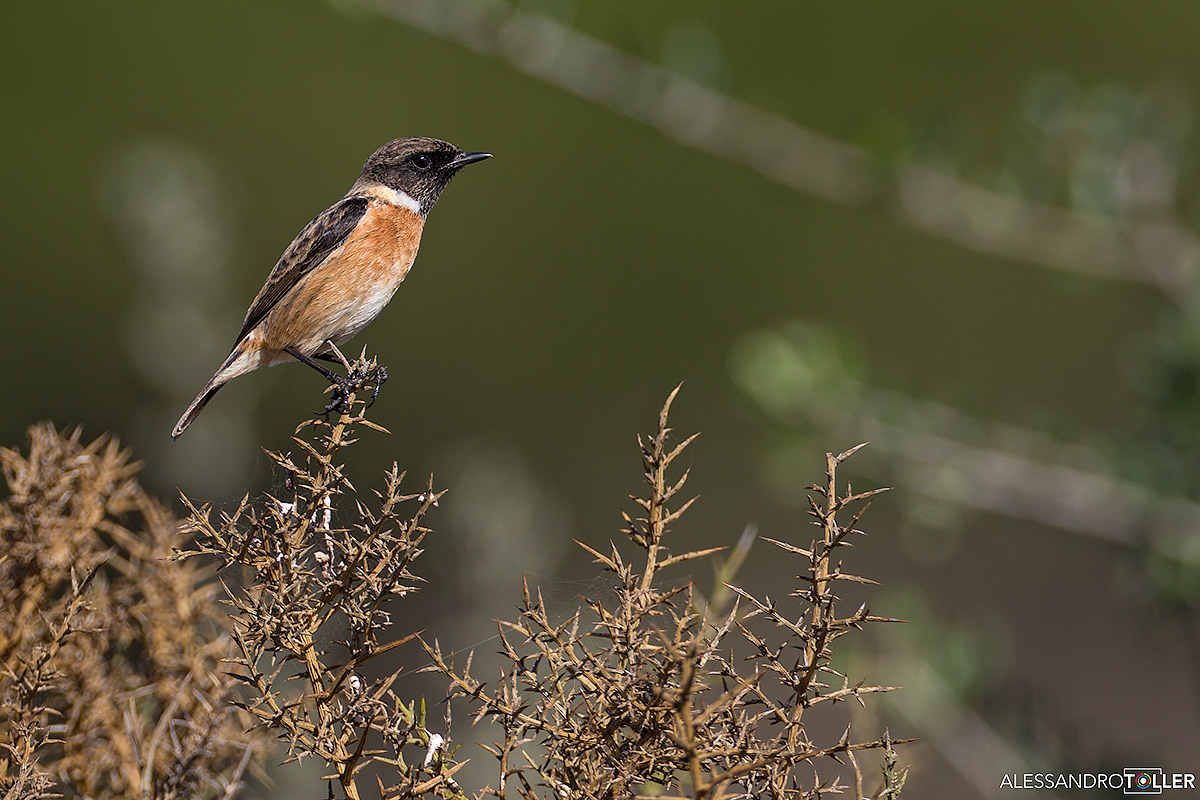 Whinchat