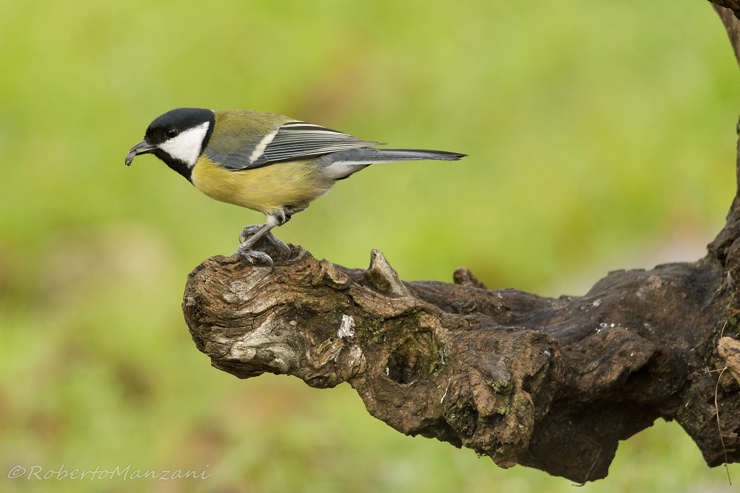Great Tit