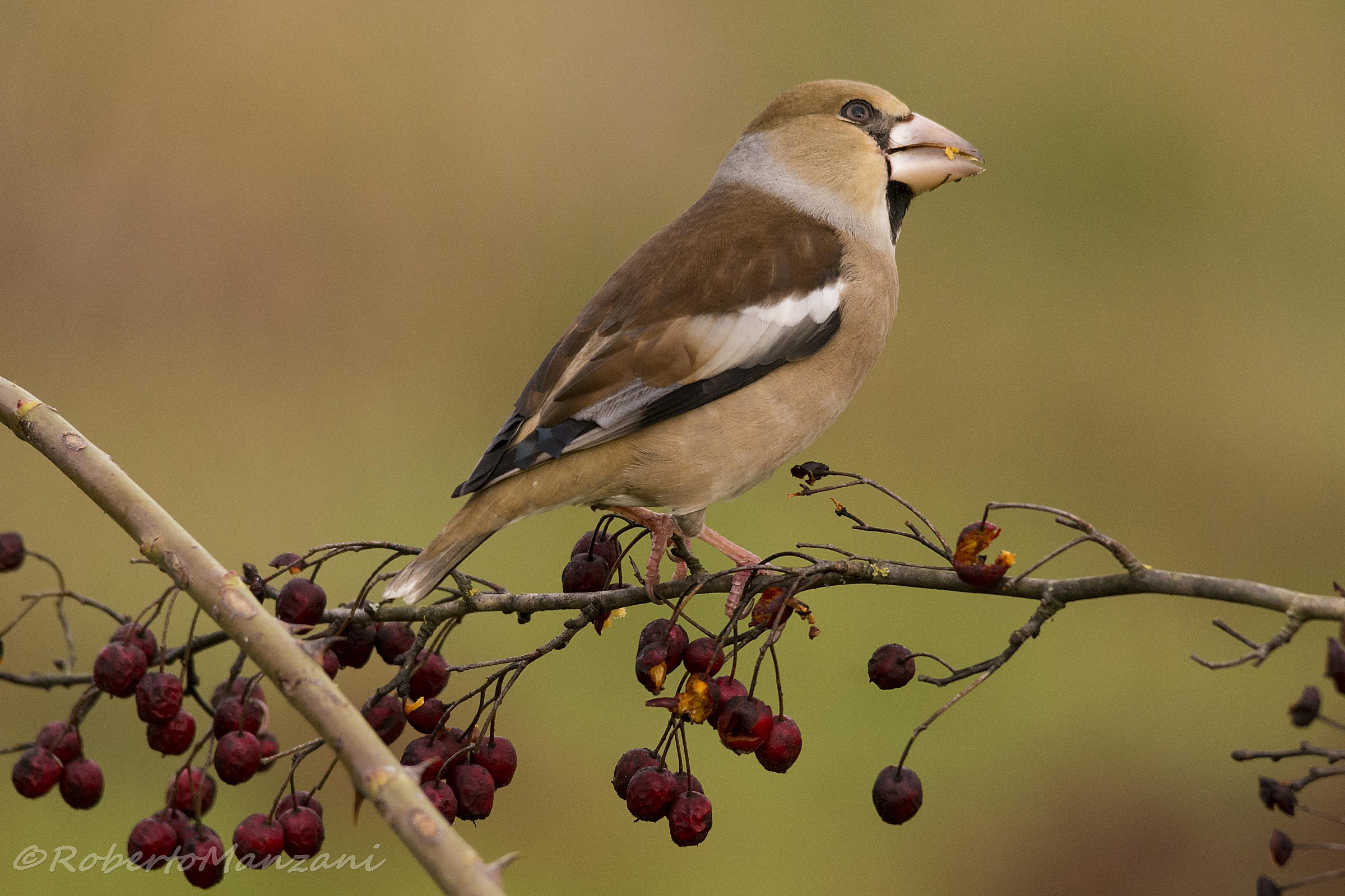 Hawfinch on hawthorn